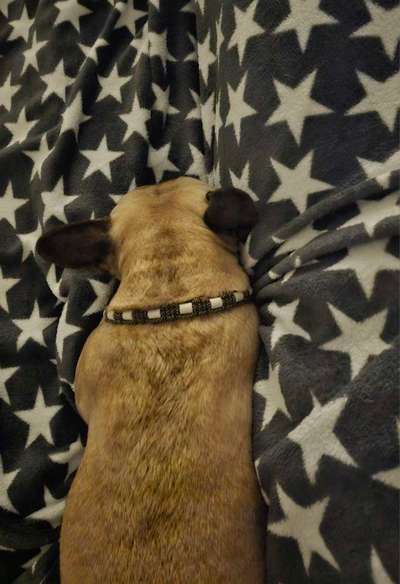 Französische Bulldoggen-Beitrag-Bild