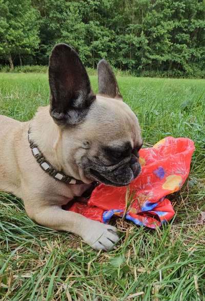 Zeige den lustigsten Blick deines Hundes-Beitrag-Bild