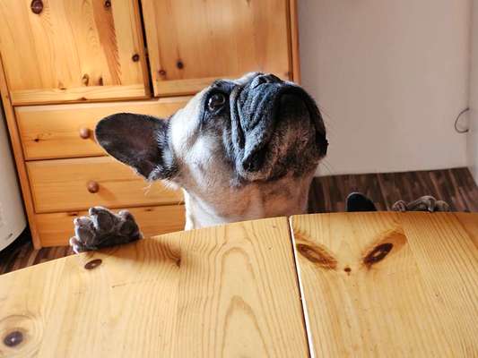 Fotosammlung: ,,Der natürliche Hund" Unbearbeitet, ungestellt und in Natura-Beitrag-Bild