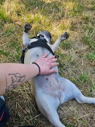 Fotosammlung: ,,Der natürliche Hund" Unbearbeitet, ungestellt und in Natura-Beitrag-Bild