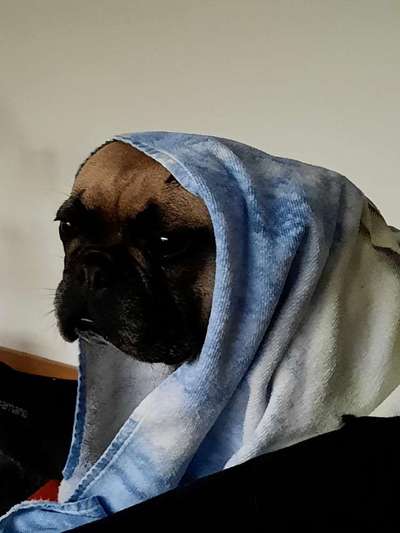 Zeigt eure verrücktesten Hundebilder-Beitrag-Bild