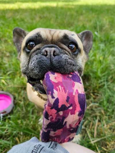 Fotosammlung: ,,Der natürliche Hund" Unbearbeitet, ungestellt und in Natura-Beitrag-Bild