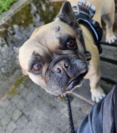 Zeige den lustigsten Blick deines Hundes-Beitrag-Bild