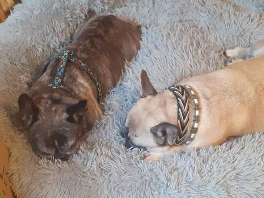 Bester Freund, Hundekumpel - zeigt her!-Beitrag-Bild