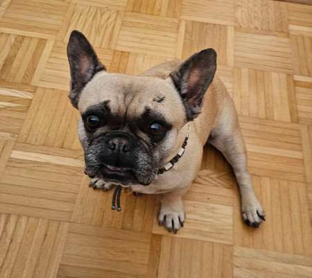 Zeige den lustigsten Blick deines Hundes-Beitrag-Bild