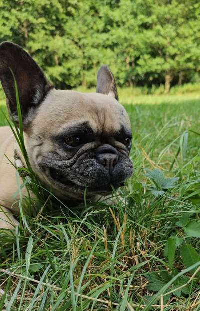 Zeige den lustigsten Blick deines Hundes-Beitrag-Bild