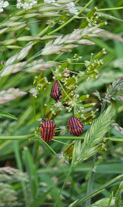 Die wunderschöne Welt mit Hund.-Beitrag-Bild