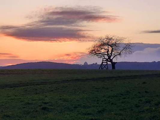 Die wunderschöne Welt mit Hund.-Beitrag-Bild