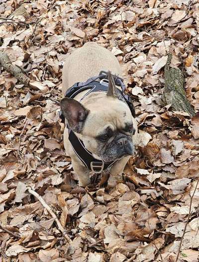 Französische Bulldoggen-Beitrag-Bild