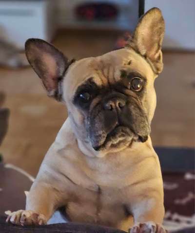 Zeige den lustigsten Blick deines Hundes-Beitrag-Bild