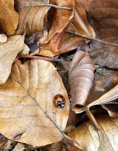 Die wunderschöne Welt mit Hund.-Beitrag-Bild