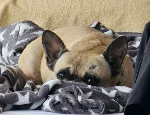 Zeige den lustigsten Blick deines Hundes-Beitrag-Bild