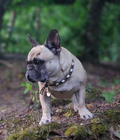 Die wunderschöne Welt mit Hund.-Beitrag-Bild