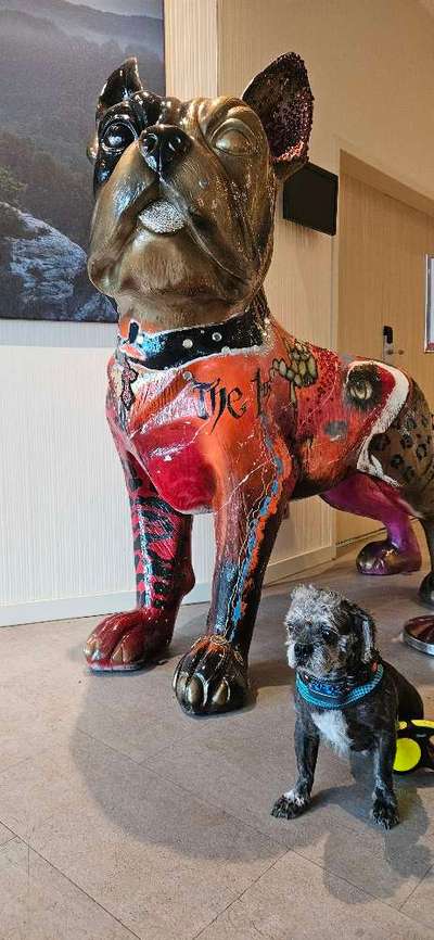 Rutschen beim Hund-Beitrag-Bild