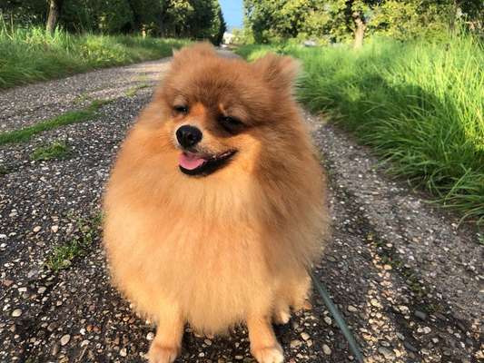 Hundetreffen-Pforzheim-Bild