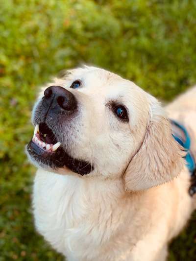 Wo sind die Golden Retriever Liebhaber?-Beitrag-Bild