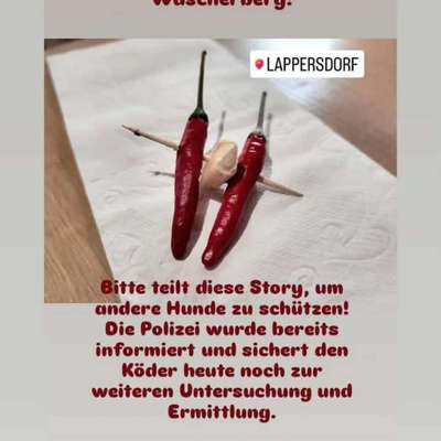 Giftköder-Vermutlicher Giftköder-Bild