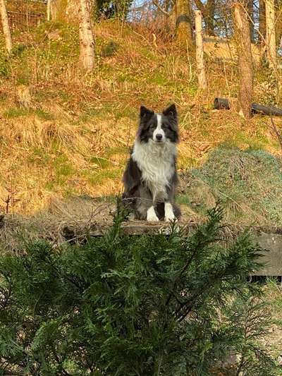 Hundetreffen-Junghundegruppe-Bild