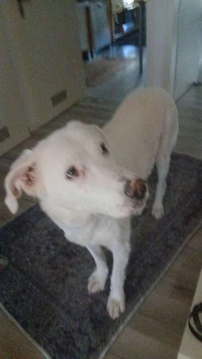 Hunde aus Griechenland-Beitrag-Bild