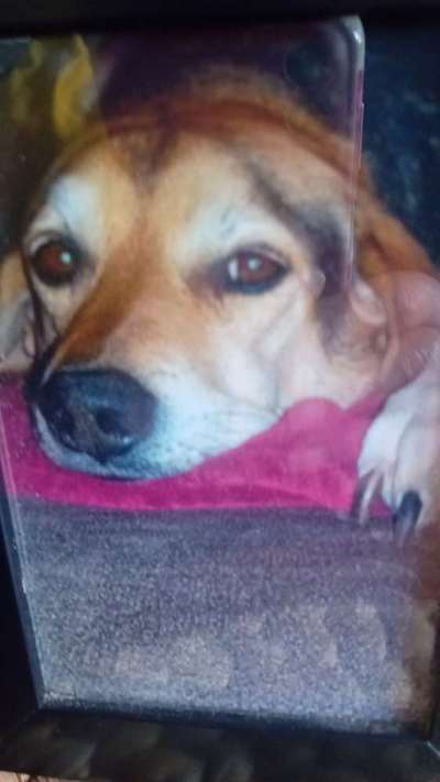 Hunde aus Griechenland-Beitrag-Bild