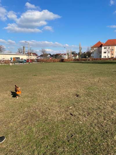 Hundeauslaufgebiet-Naumburg-Bild