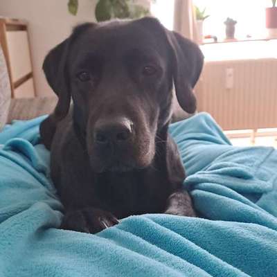 Hundetreffen-Gemeinsame Spaziergänge-Bild