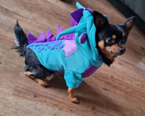 33. Handy Foto Challenge - Verkleidung deines Hundes-Beitrag-Bild