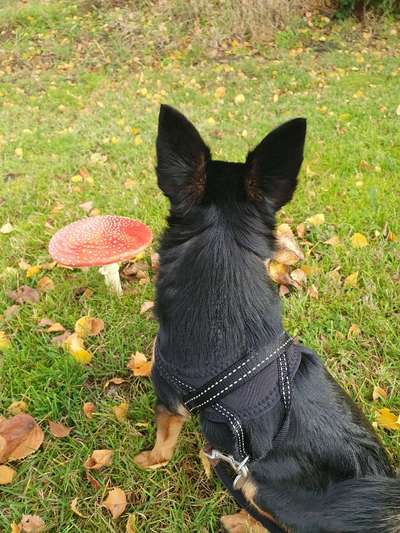 Die Dogorama Monats Challenge "Es grünt und blüht"-Beitrag-Bild