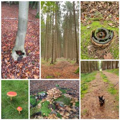 Die wunderschöne Welt mit Hund.-Beitrag-Bild