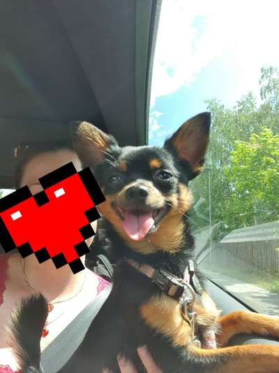 Die Dogorama Wochen Challenge-Beitrag-Bild