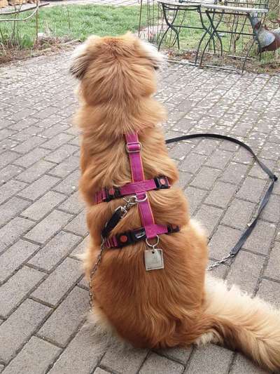 Geschirre für schmale Brust (Breton)-Beitrag-Bild