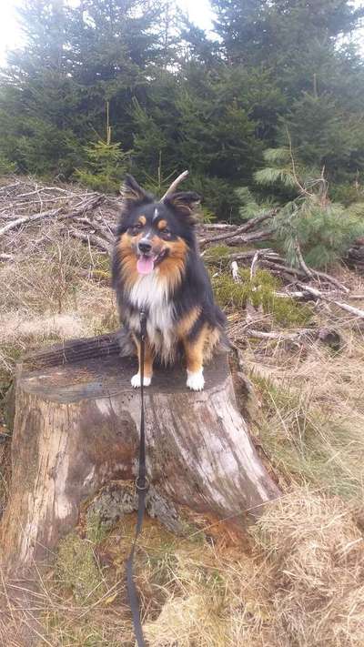 Hundetreffen-Gassi- und Spielpartner für Flitzefuchs gesucht-Bild
