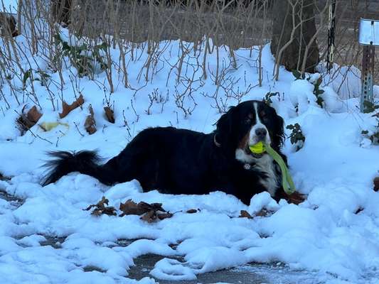 Berner Sennen-Beitrag-Bild