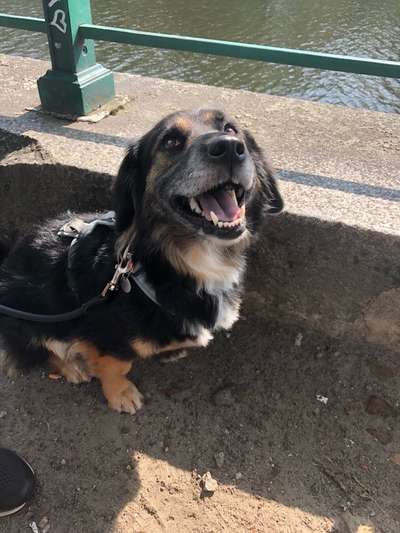 Hundetreffen-Social Walk-Bild