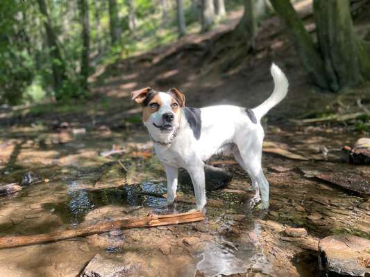 Dansky (Dansk-Svensk Gårdshund)-Beitrag-Bild