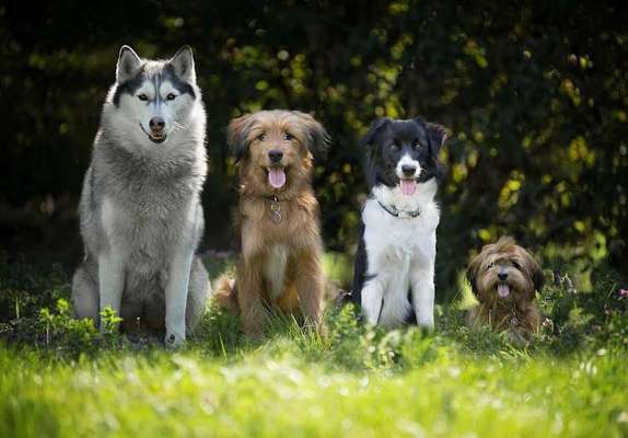 Giftköder-Basiskurs-Bild