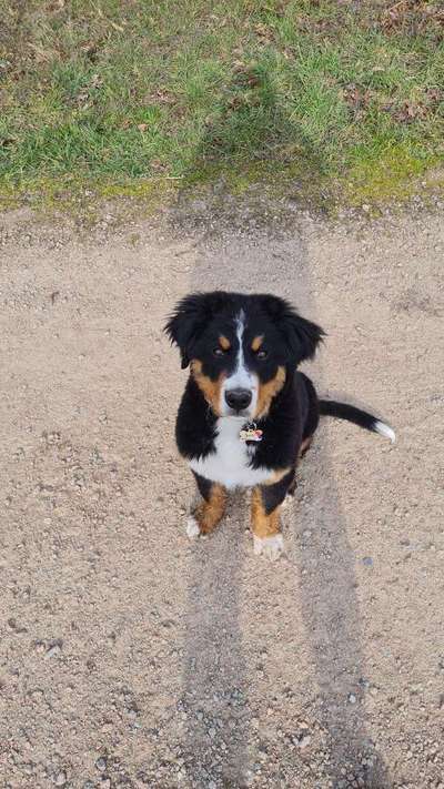 Berner Sennen-Beitrag-Bild