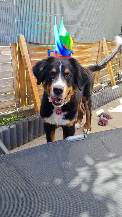 Berner Sennen-Beitrag-Bild