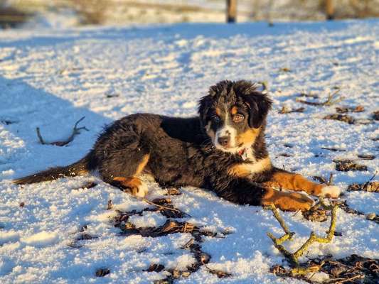 Hundetreffen-Welpentreffen Region Bern-Bild