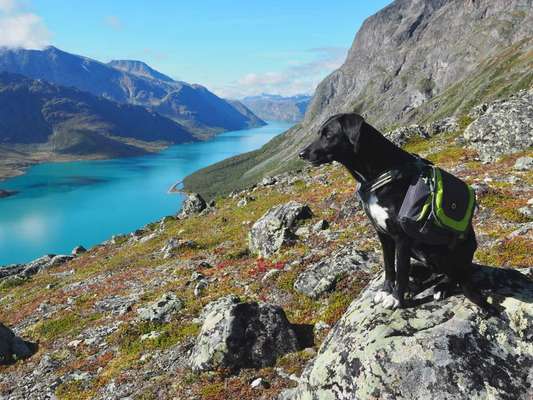 Dogorama Photo Challenge - Tierischer Urlaub-Beitrag-Bild