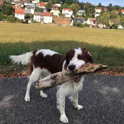 Hundetreffen-Freilauf mit sehr freundlichem Hund-Bild