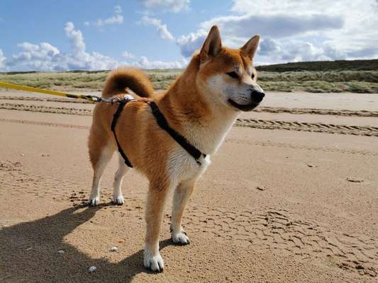 Warum hat euer Hund den Namen den er hat?-Beitrag-Bild