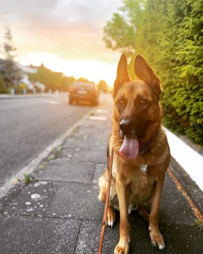 %{de_profession_title}-Dogwalking-Bild