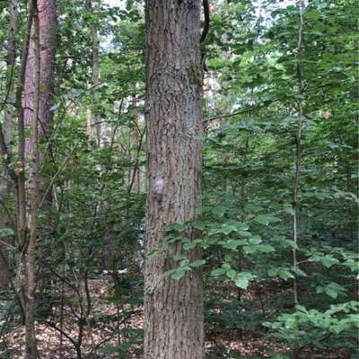 Giftköder-Eichenprozessionsspinner Nest-Bild