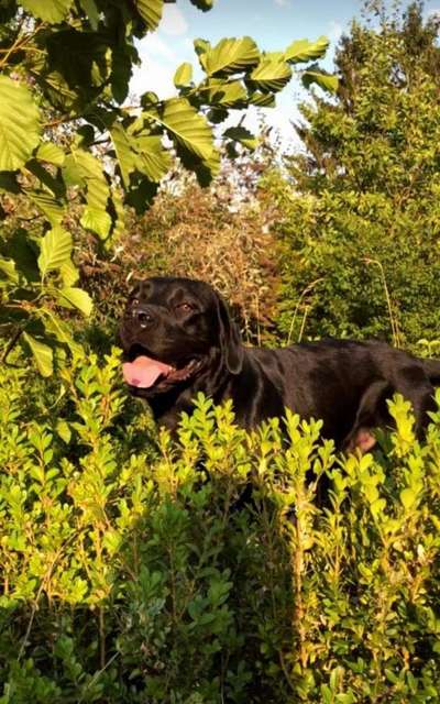 Die Dogorama Monats Challenge "Es grünt und blüht"-Beitrag-Bild