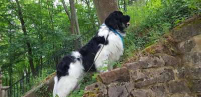 Neufundländer Freunde!-Beitrag-Bild