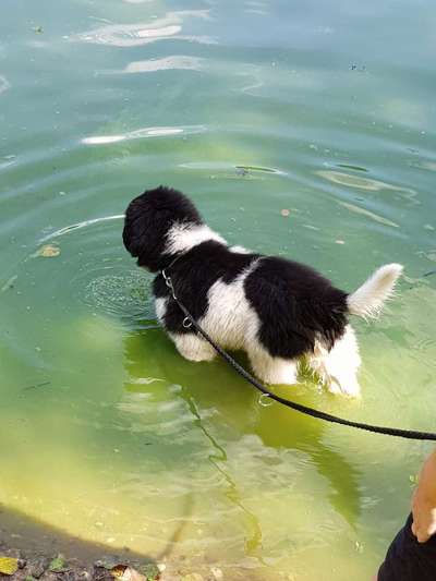 Neufundländer Freunde!-Beitrag-Bild