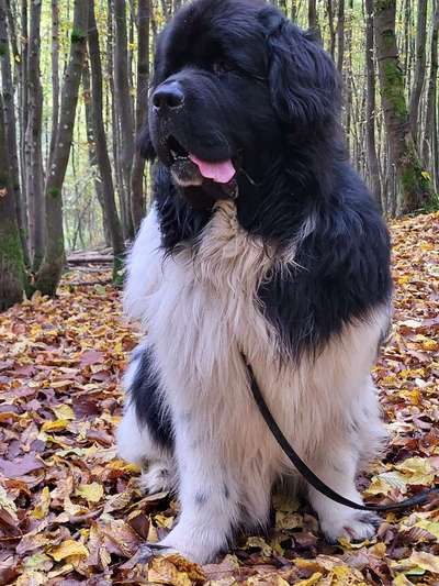 Neufundländer Freunde!-Beitrag-Bild