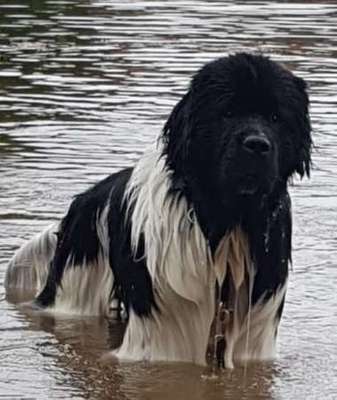 Ab und zu Futterverweigerung BARFEN-Beitrag-Bild