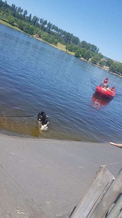 Neufundländer Freunde!-Beitrag-Bild